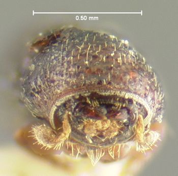Media type: image;   Entomology 1287 Aspect: head frontal view